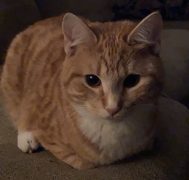 weebles cat